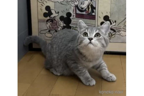 ミヌエットの子猫を探す｜子猫ブリーダーナビ